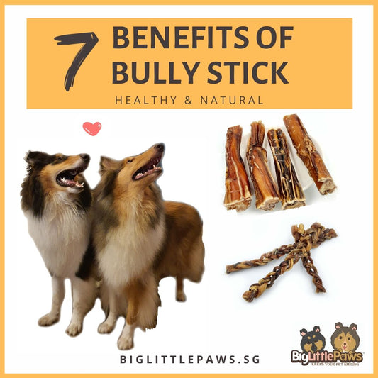 Bully Stick Dog Treats Benefits