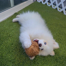 Load image into Gallery viewer, Coconut Ball (Big Little Paws Singapore)