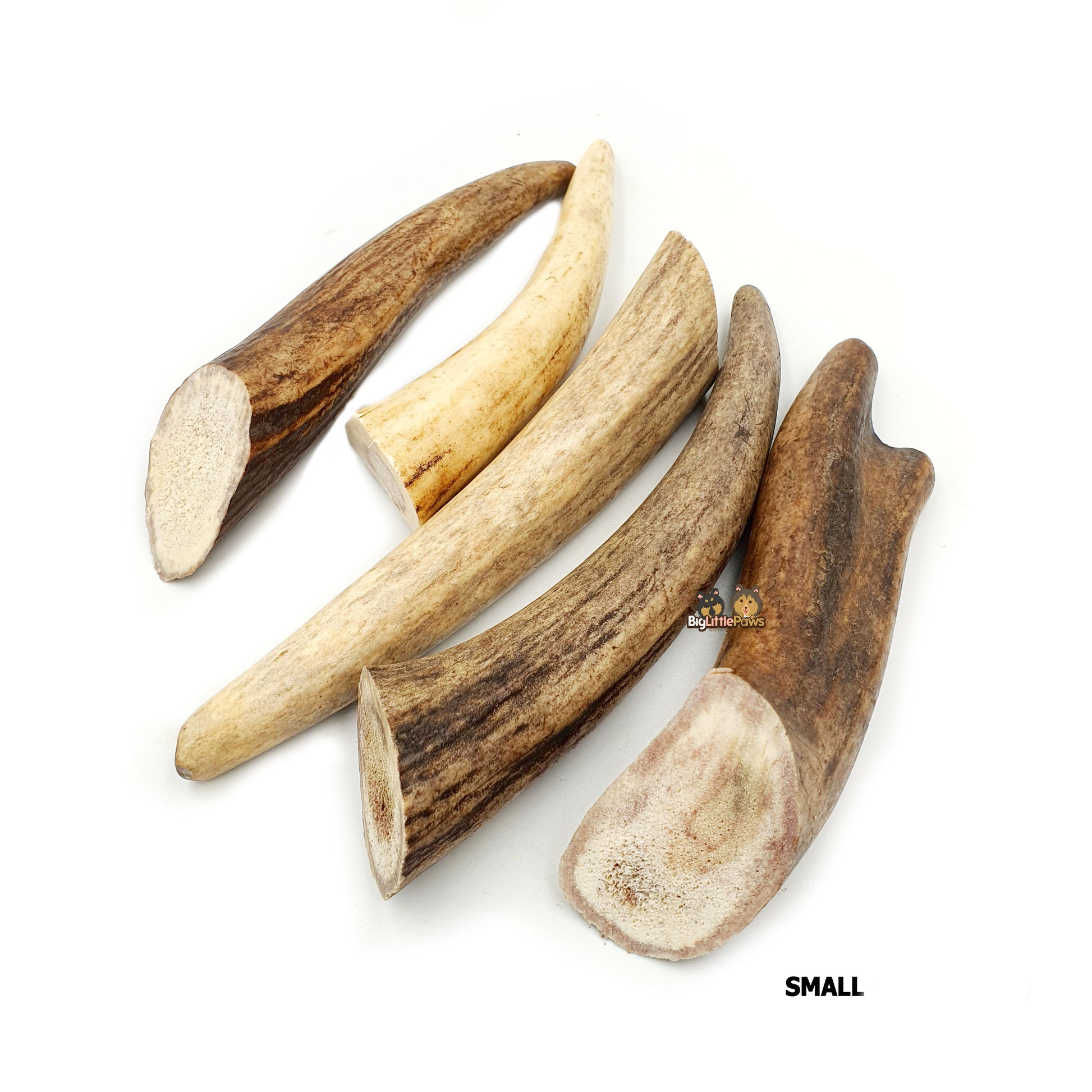 Red Deer Antler Dog Chew- Big Little Paws Singapore