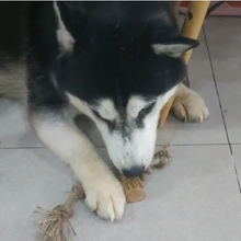Load image into Gallery viewer, Coffee Wood with Rope Chew Toy (Big Little Paws Singapore)