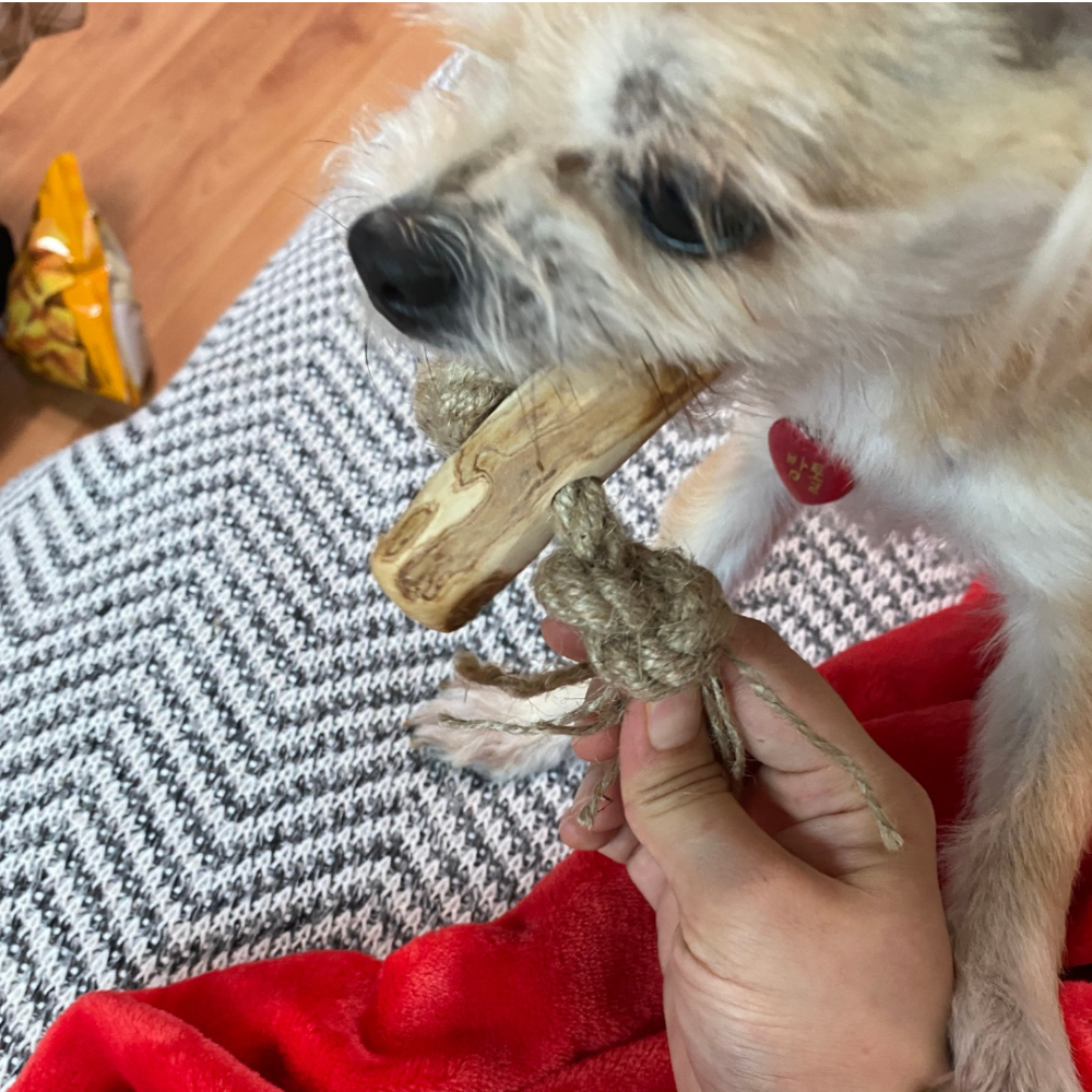 Coffee Wood with Rope Chew Toy (Big Little Paws Singapore)