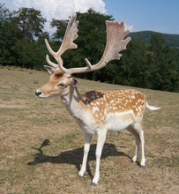 Load image into Gallery viewer, Fallow Antler Natural Dog Chew