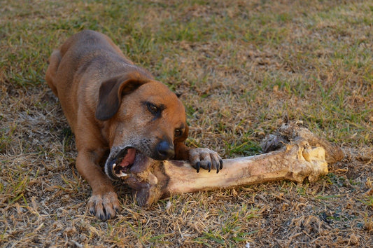 Is it okay to give my dog a bone?