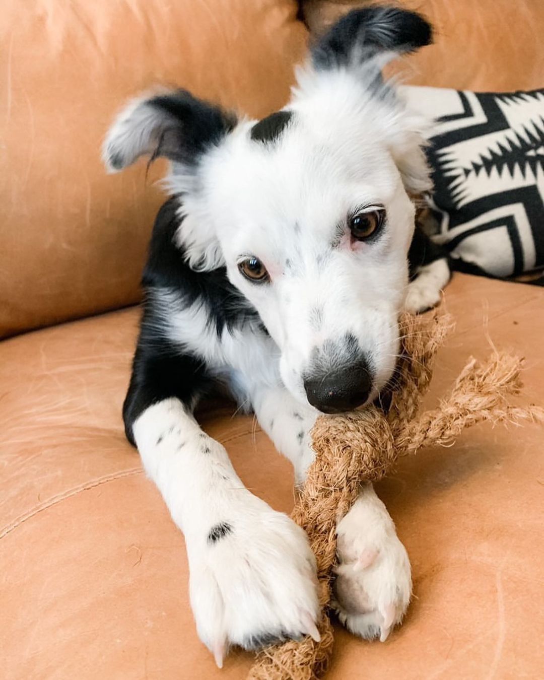 Coconut Chew Rope (Big Little Paws Singapore)