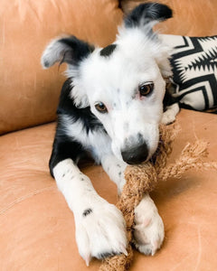 Coconut Chew Rope (Big Little Paws Singapore)