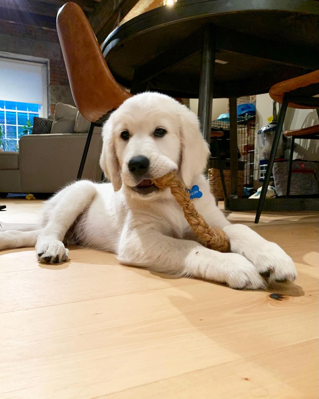 Coconut Chew Rope (Big Little Paws Singapore)