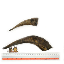 Load image into Gallery viewer, Goat Horn with Marrow (Big Little Paws Singapore Dog Treats)
