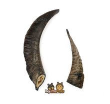 Load image into Gallery viewer, Goat Horn with Marrow (Big Little Paws Singapore Dog Treats)
