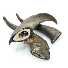 Load image into Gallery viewer, Goat Horn with Marrow (Big Little Paws Singapore Dog Treats)
