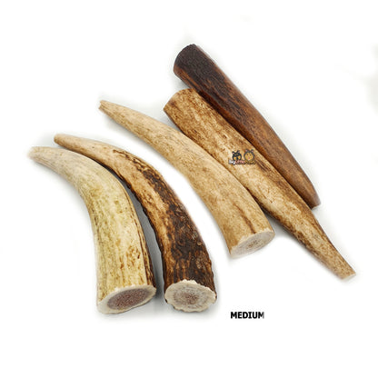 Red Deer Antler Dog Chew- Big Little Paws Singapore