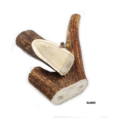 Red Deer Antler Dog Chew- Big Little Paws Singapore