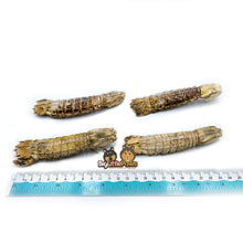 Load image into Gallery viewer, Whole Mantis Shrimp- Big Little Paws Singapore Dog Treats
