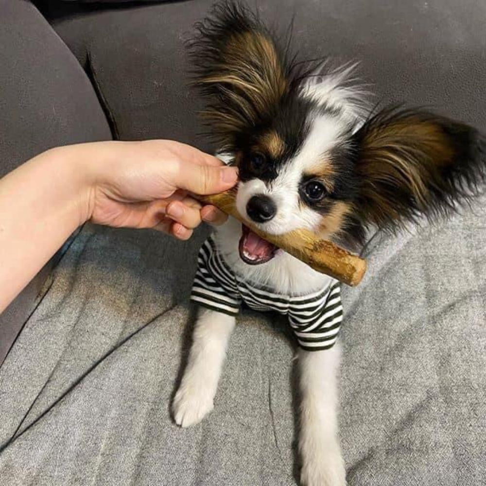 Coffee Wood Chew