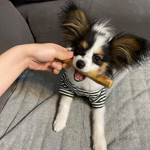 Coffee Wood Chew