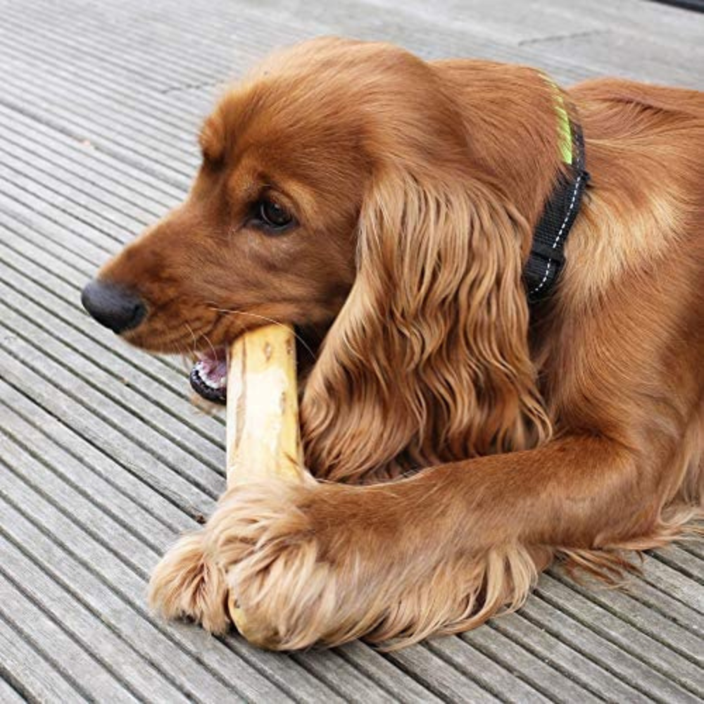 Coffee Wood Chew
