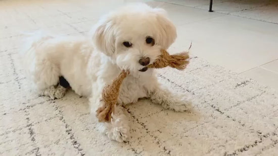Coconut Chew Rope (Big Little Paws Singapore)