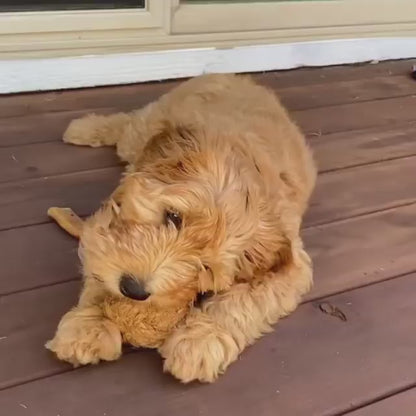 Coconut Ball