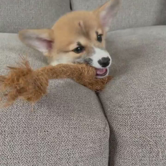 Coconut Chew Rope (Big Little Paws Singapore)
