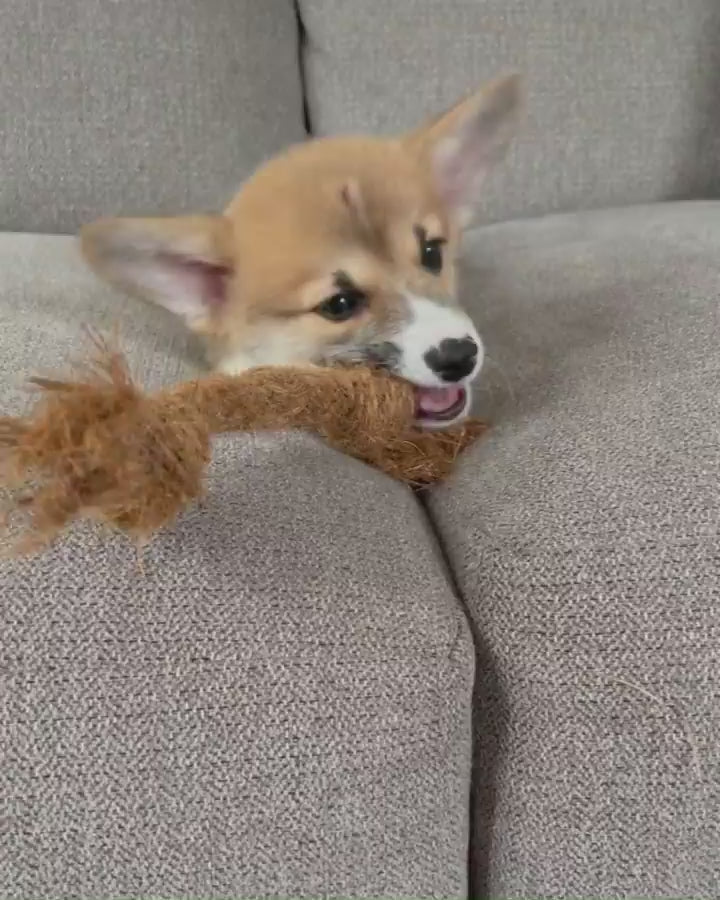 Coconut Chew Rope (Big Little Paws Singapore)