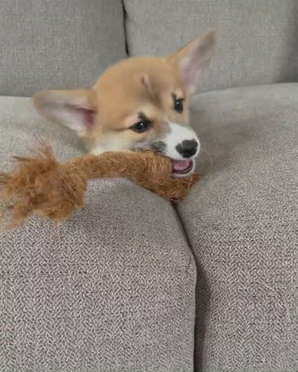 Coconut Chew Rope (Big Little Paws Singapore)